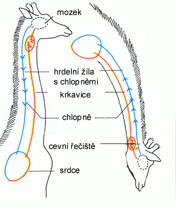 Žirafa cevní řečiště