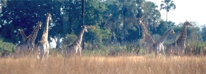 žirafí stádo Botswana