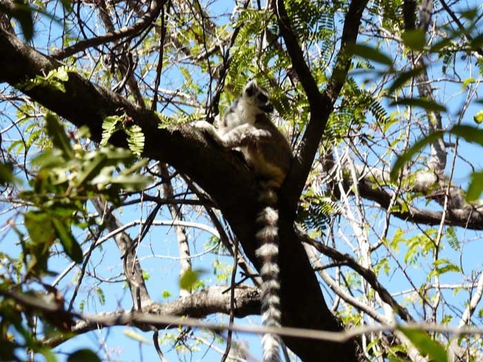 lemur kata, Isalo, Madagaskar