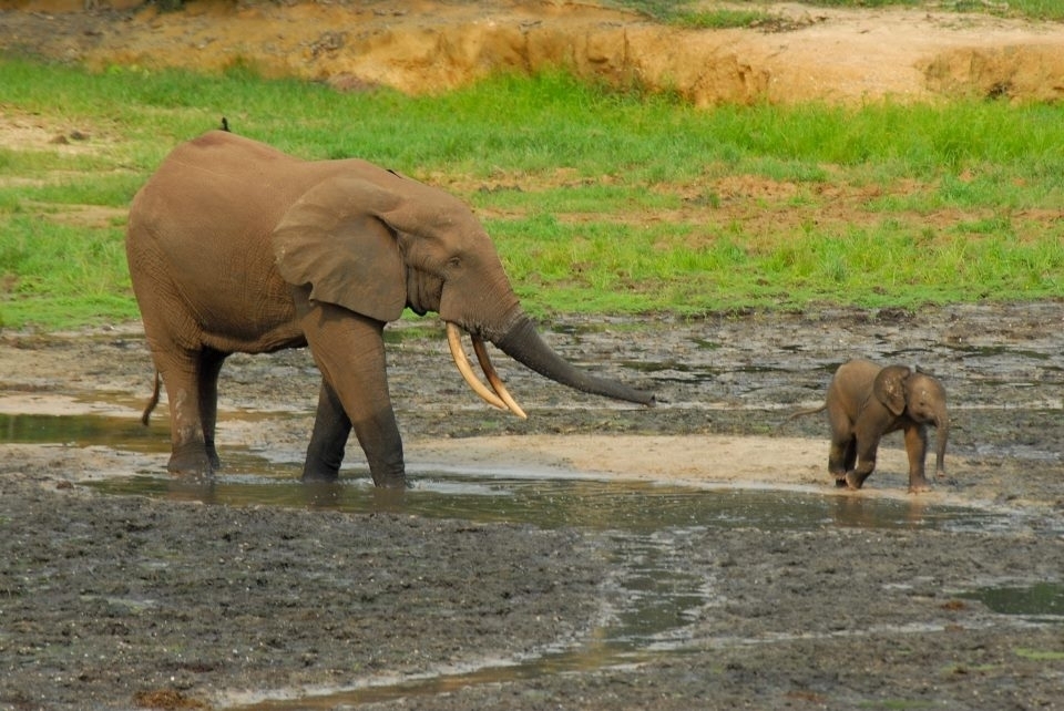 Slon pralesní (Loxodonta cycloctis) - samice  se slůnětem, Arthur Sniegon