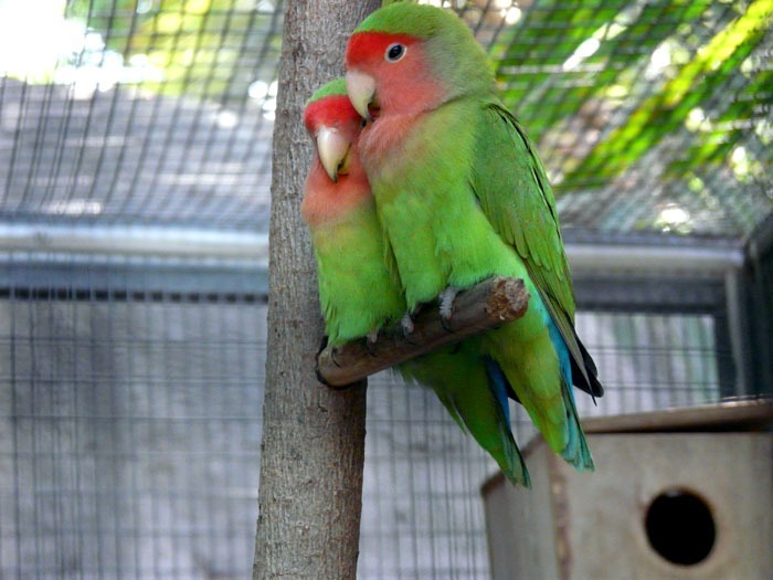 Agapornis růžohrdlý (Agapornis roseicollis roseicollis)