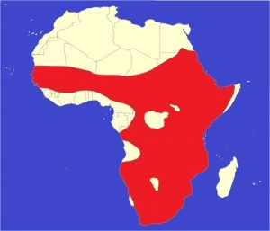 mapa výskytu Alopochen aegyptiaca