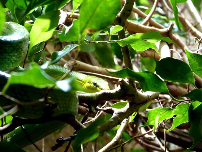 Bojga zelená (Boiga cyanea)