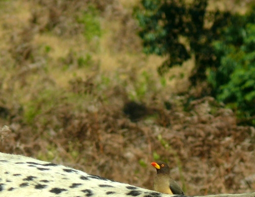 klubák žlutozobý (Buphagus africanus)