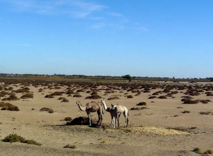 Velbloud jednohrbý (Camelus dromedarius), Tunisko