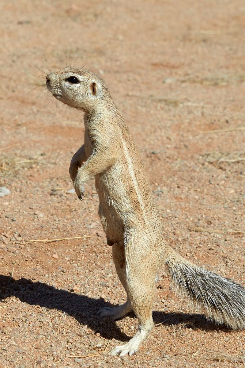 veverka kapská (Xerus inauris) (autor: Axel Tschentscher)