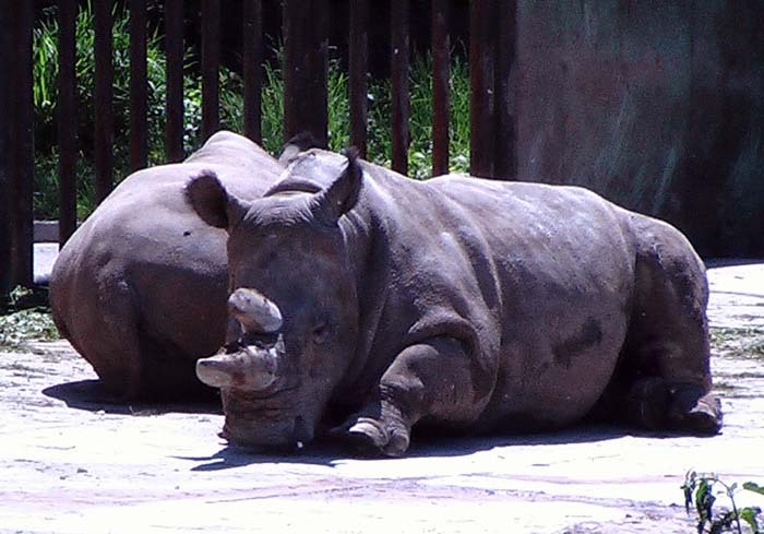 nosorožec tuponosý severní (Ceratotherium simum cottoni) foto: Vladimír Zikán