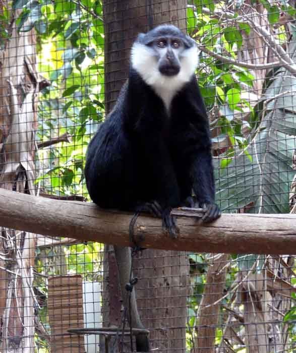 Kočkodan čepičatý (Cercopithecus lhoesti)