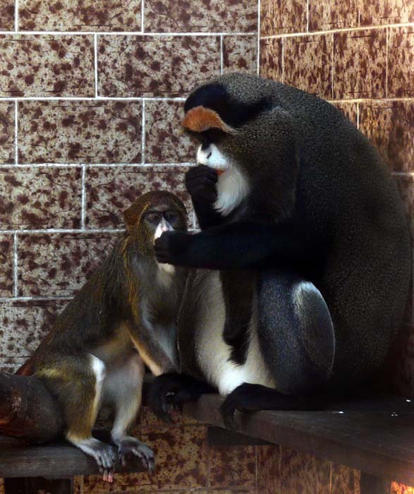 Kočkodan Brazzův (Cercopithecus neglectus)