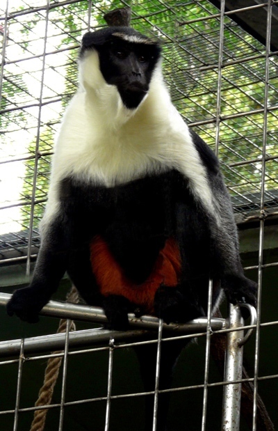 Kočkodan Dianin (Cercopithecus diana)