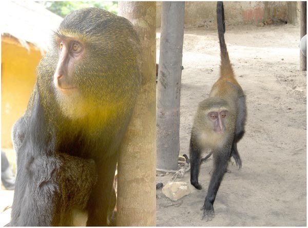 Kočkodan lesula (Cercopithecus lomamiensis)