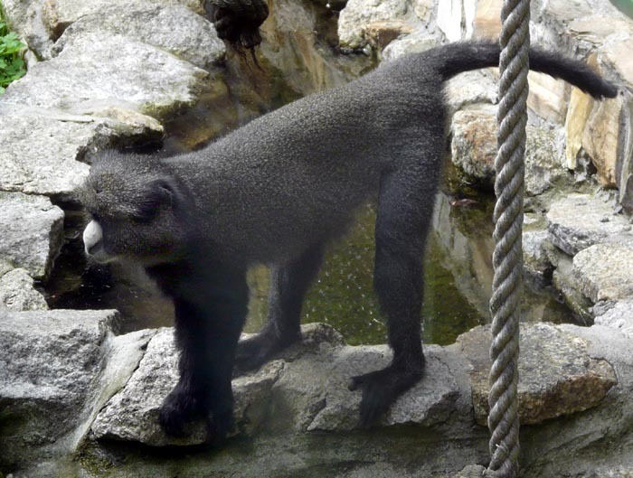 Kočkodan bělonosý - pevninský (Cercopithecus nictitans nictitans) , ZOO Wroclaw, Polsko