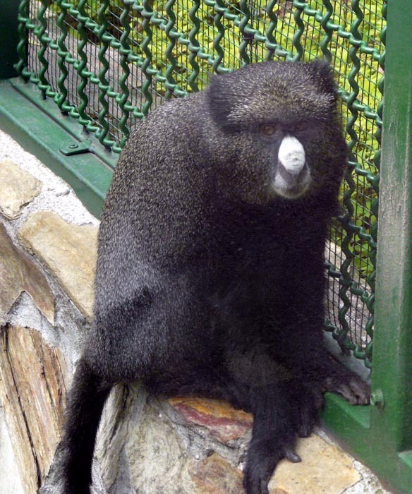 Kočkodan bělonosý - pevninský (Cercopithecus nictitans nictitans) , ZOO Wroclaw, Polsko