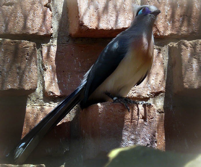 kukalka chocholatá (Coua cristata dumonti)