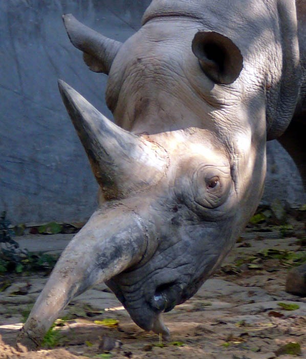 Nosorožec dvourohý (Diceros bicornis), Zoo Berlín