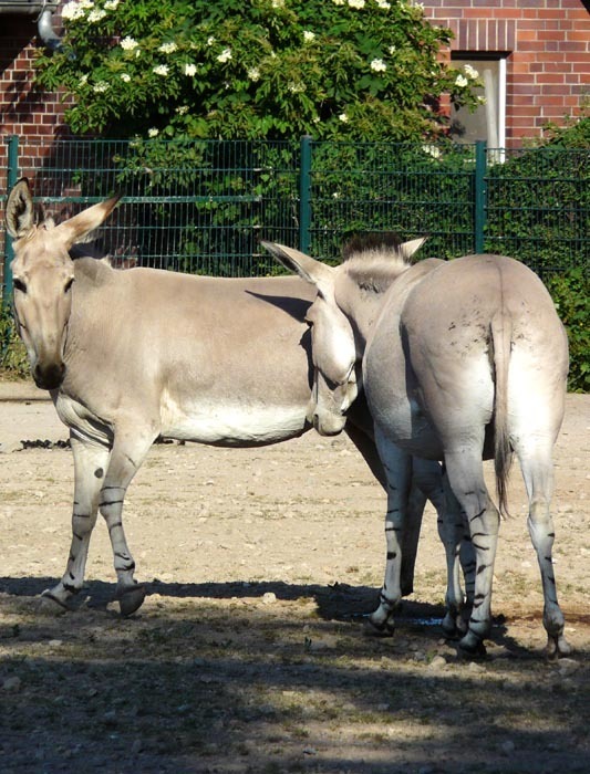 Osel somálský (Equus africanus somaliensis)