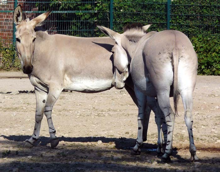 Osel somálský (Equus asinus somalicus)
