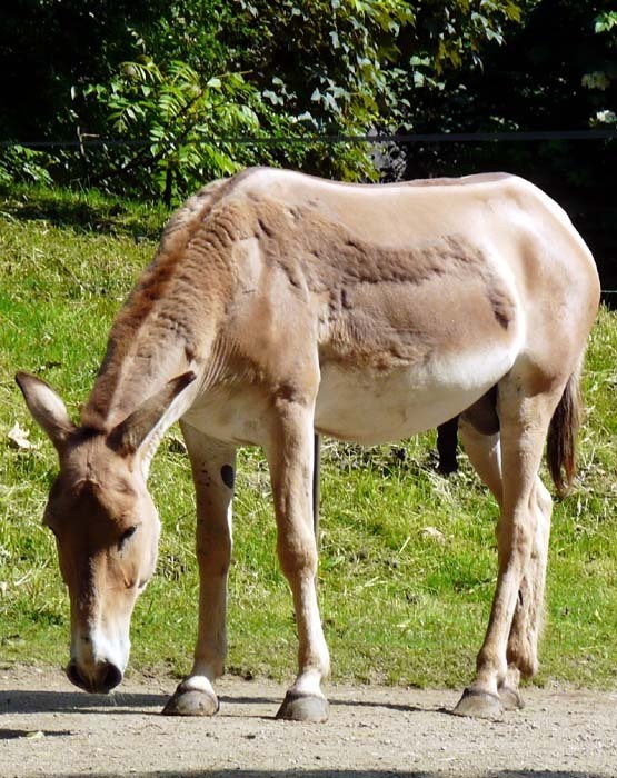 Osel asijský onager (Equus hemionus onager)