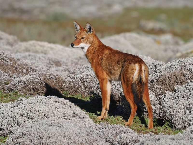 Vlček etiopský/Ethiopian Wolf (Canis simensis), autor: Nik Borrow