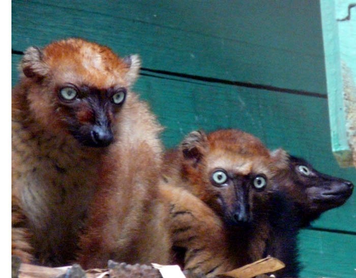 Lemur tmavý Sclaterův (Eulemur macaco flavifrons)