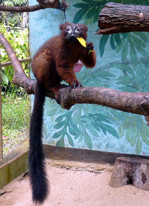 Lemur červenobřichý (Eulemur rubriventer)