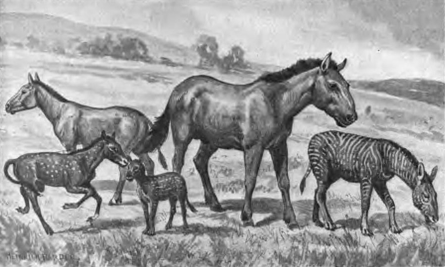 Vyhynulí koňovití - Extinct horses, Autor: Heinrich Harder