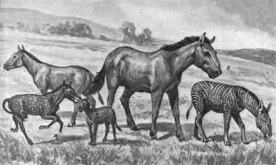 Vyhynulí koňovití - Extinct horses, Autor: Heinrich Harder