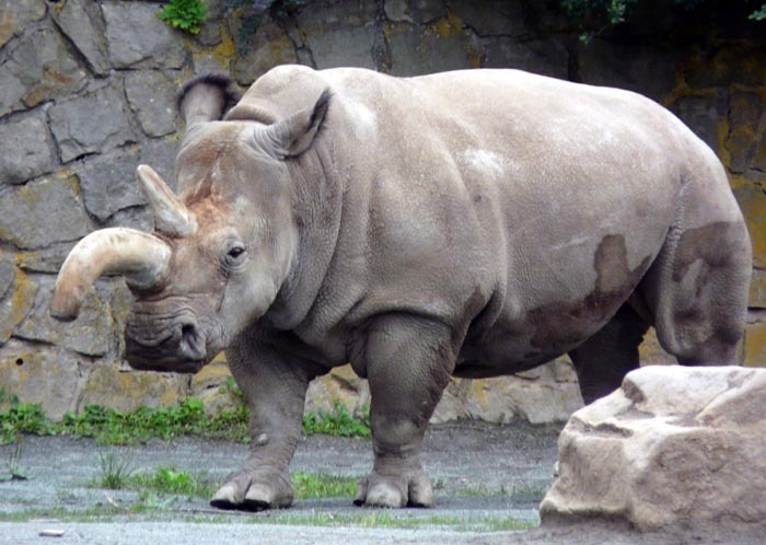 Fatu; Nosorožec tuponosý severní (Ceratotherium simum cottoni)