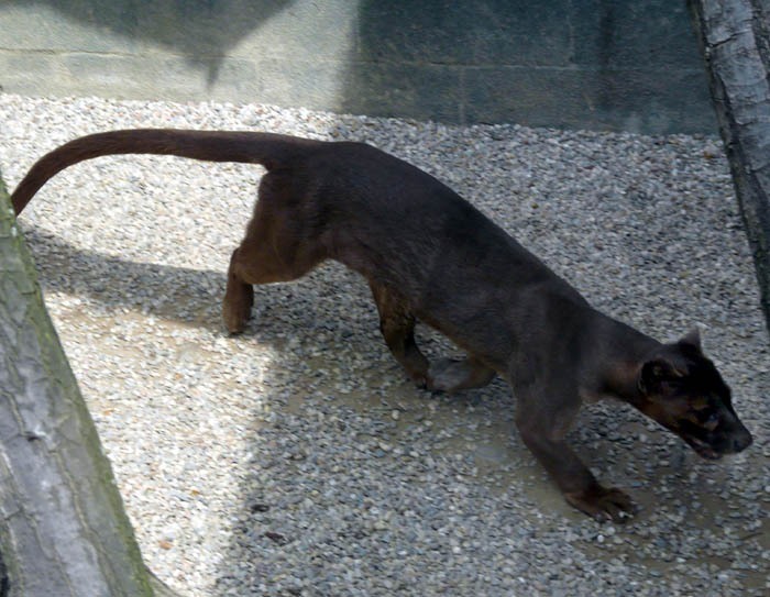 Fosa (Cryptoprocta ferox)