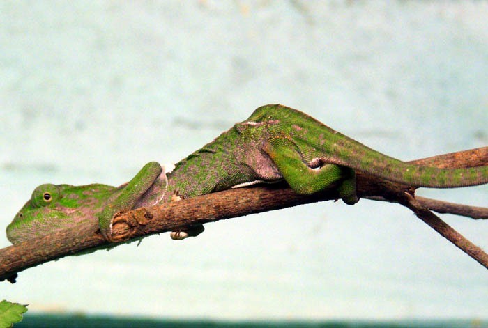 Chameleón kobercový (Furcifer lateralis)