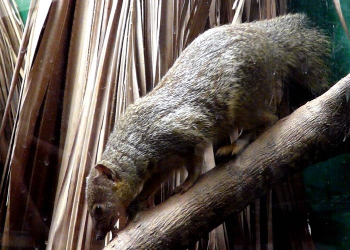 Galidie tenkopruhá (Mungotictis decemlineata)