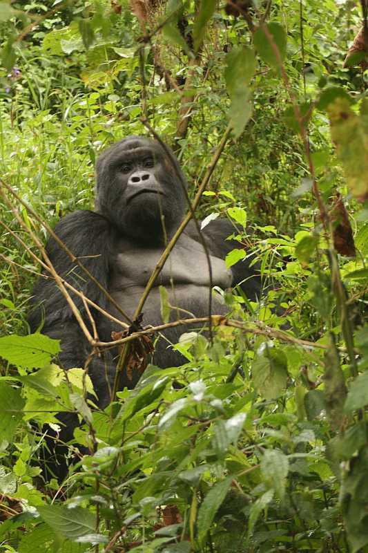 Gorila horská (Virunga N.P., DR-Kongo)