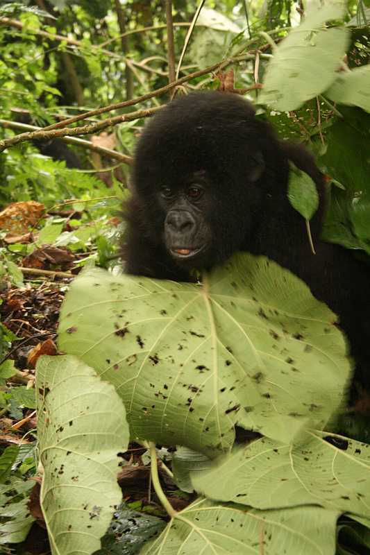 Gorila horská (Virunga N.P., DR-Kongo)