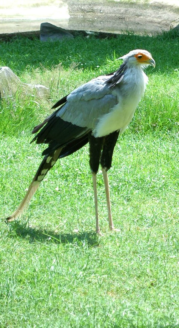 Hadilov písař (Sagittarius serpentarius), Zoo Olomouc