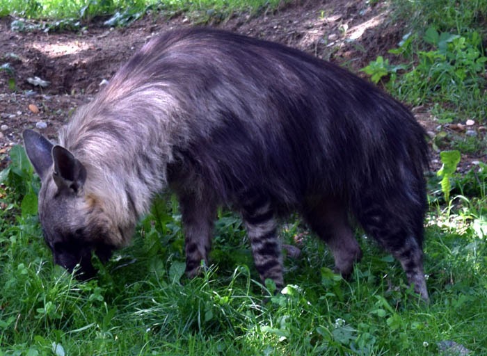 Hyena čabraková (Hyaena brunnea), Zoo Praha