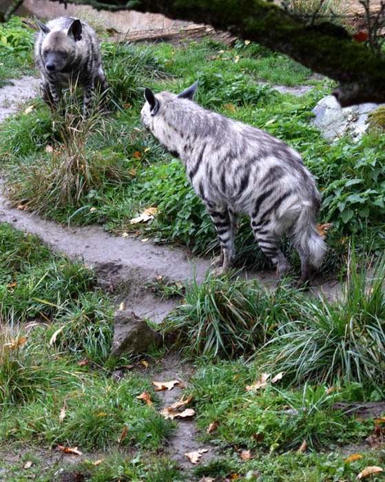 Hyena žíhaná (Hyaena hyaena), Zoo Jihlava