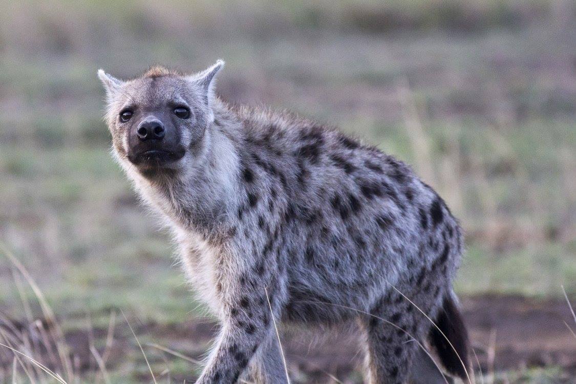 Hyena skvrnitá (Crocuta crocuta) (foto: Jana Hajduchová)