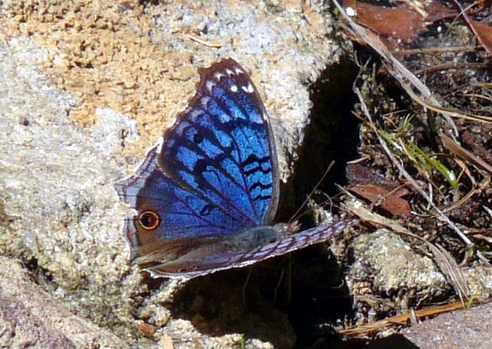 babočka (Junonia rhadama), Isalo, Madagaskar