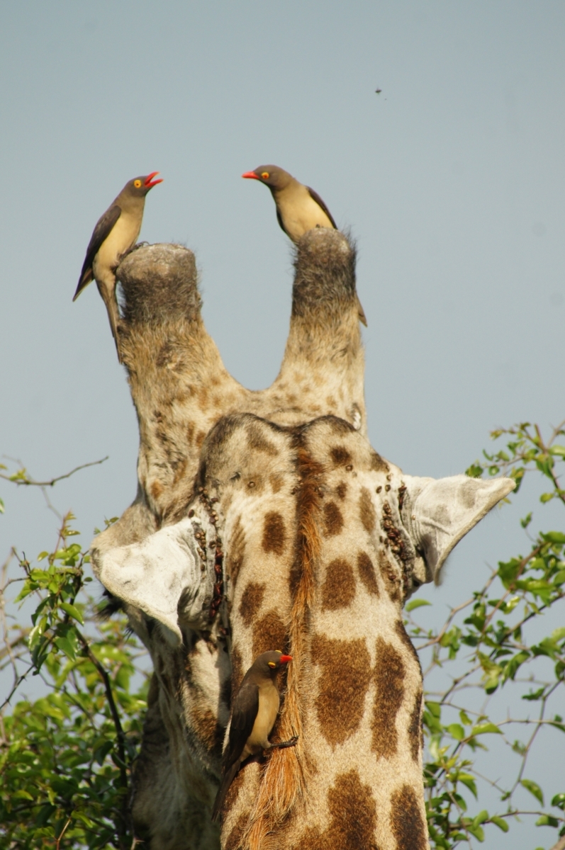 Klubák červenozobý (Buphagus erythrorhynchus)