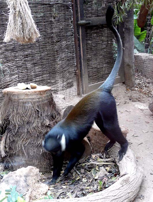 Kočkodan čepičatý (Cercopithecus lhoesti)