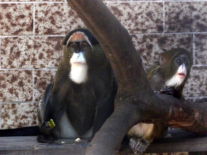 Kočkodan Brazzův (Cercopithecus neglectus)