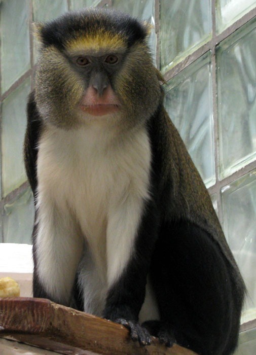 Kočkodan Campbellův (Cercopithecus campbelli)