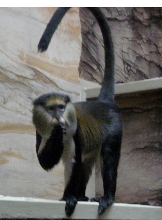 Kočkodan Campbellův (Cercopithecus campbelli)