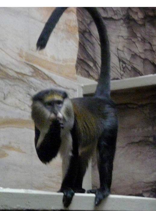 Kočkodan Campbellův (Cercopithecus campbelli)