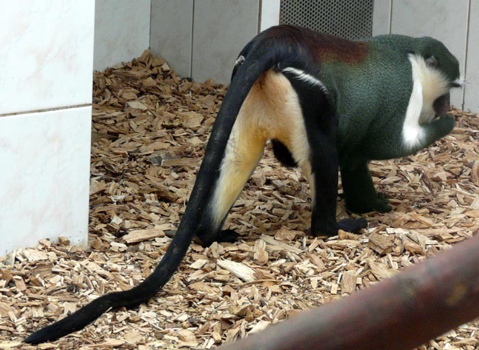 Kočkodan Dryas (Cercopithecus dryas) - fake