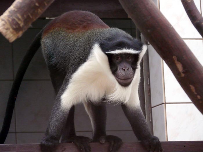 Kočkodan Rolowayův (Cercopithecus roloway)