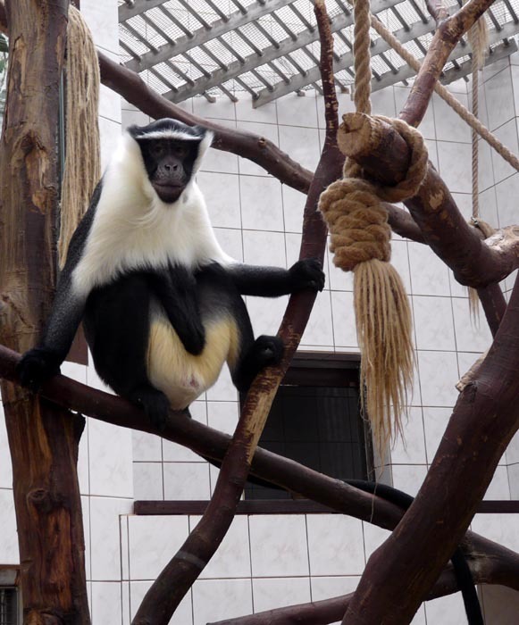 Kočkodan Rolowayův (Cercopithecus roloway)