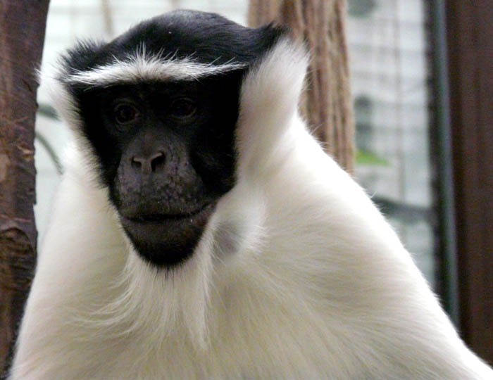 Kočkodan Rolowayův (Cercopithecus roloway)