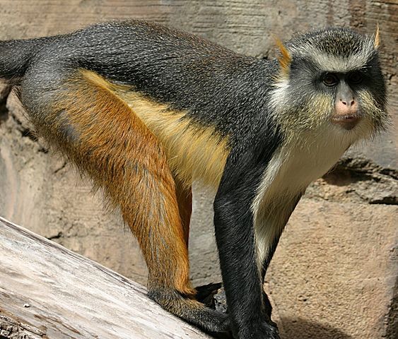 Kočkodan Wolfův (Cercopithecus wolfi); autor: Colin M.L. Burnett