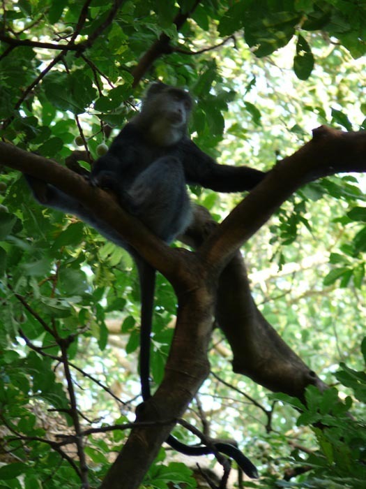 Kočkodan diadémový (Cercopithecus mitis), N.P. Lake Manyara, Tanzanie